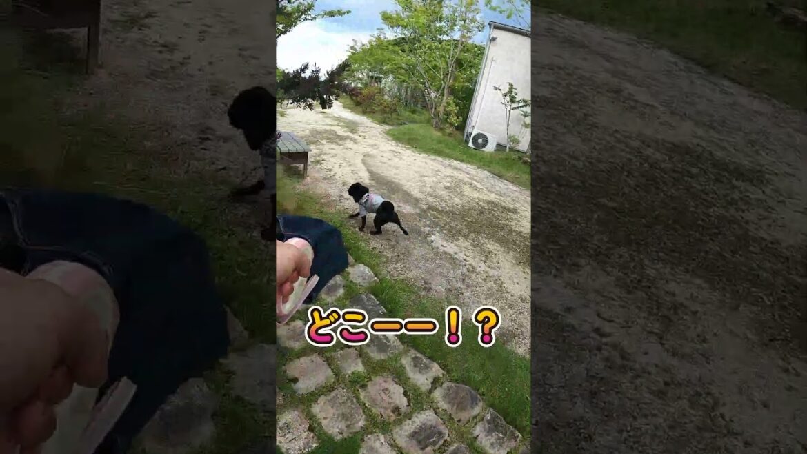 今日のひゅんちゃん136回目　ご主人に会いに行くⅢ～黒パグ仲間も！～　#パグ大好き #犬のいる生活 #パグ #shorts