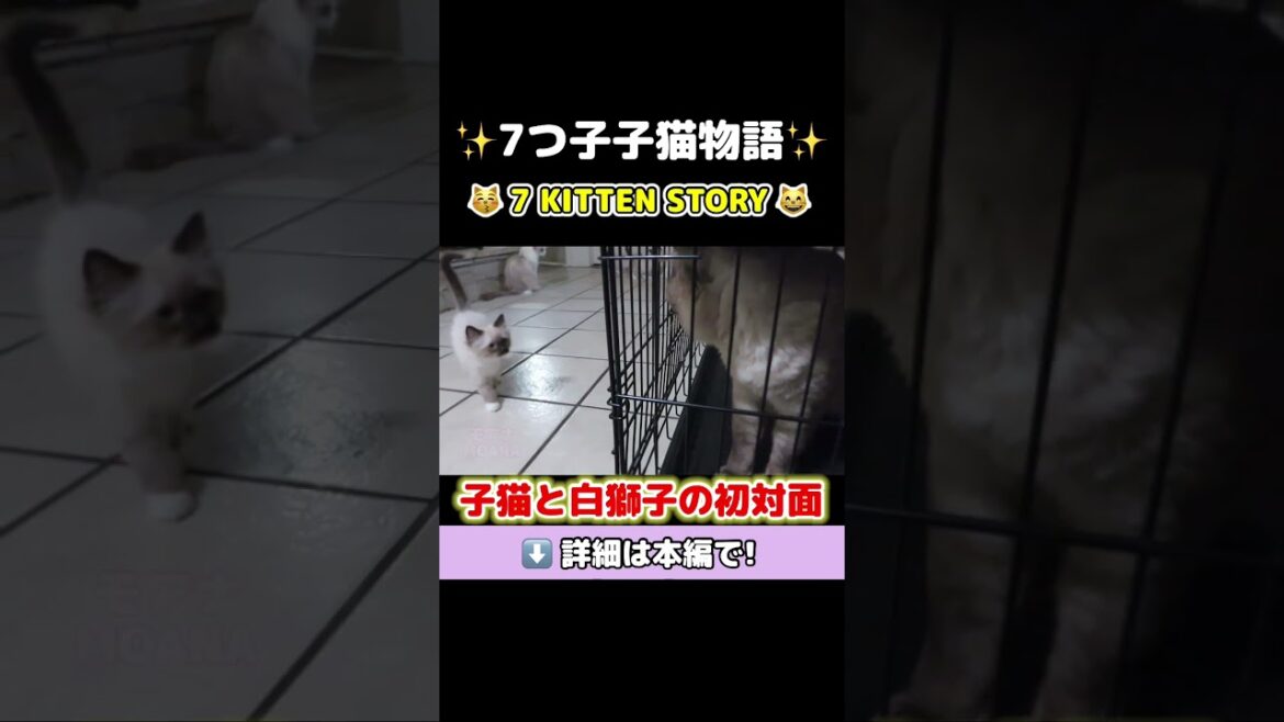 👀先住猫との初対面で目をそらす子猫ww #shorts #ラグドール #猫 #子猫 #モアナ