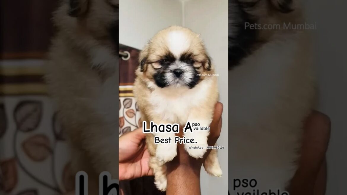 Lhasa apso #lhasaapsopuppy #shorts #love #cute #puppy #dogshorts #dogbreed #mumbai #mumbaikar #yt