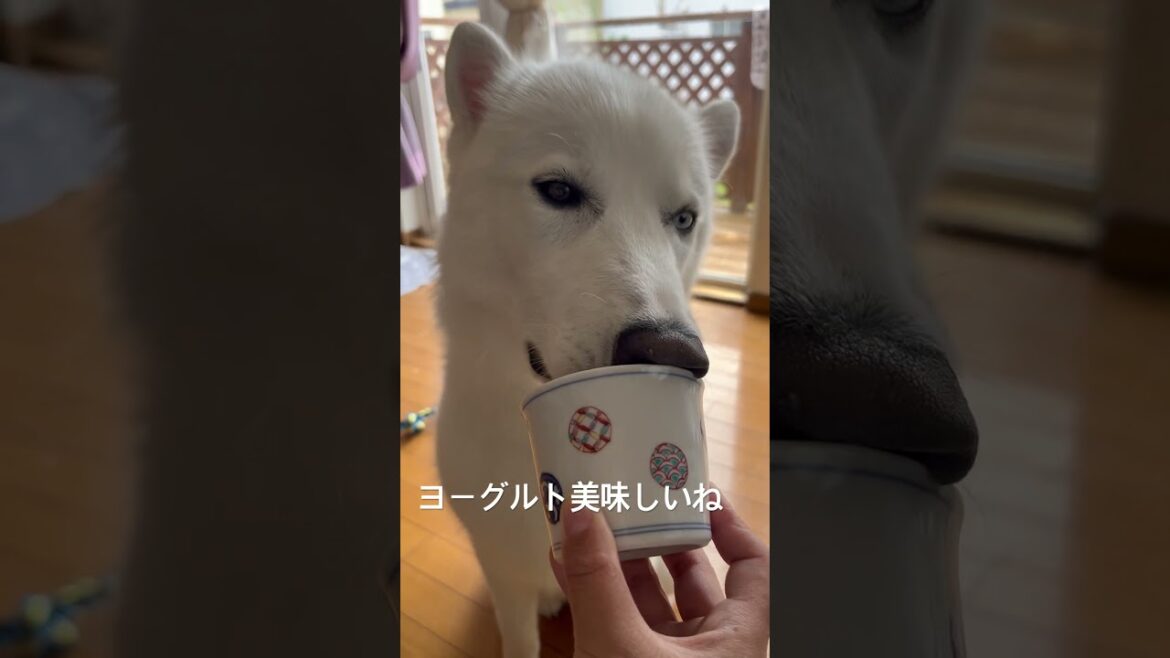 大好きなヨーグルトを美味しそうに食べるむたさん🥰 #シベリアンハスキー #dog #推しをお探しですか #可愛い #ホワイトハスキー #husky