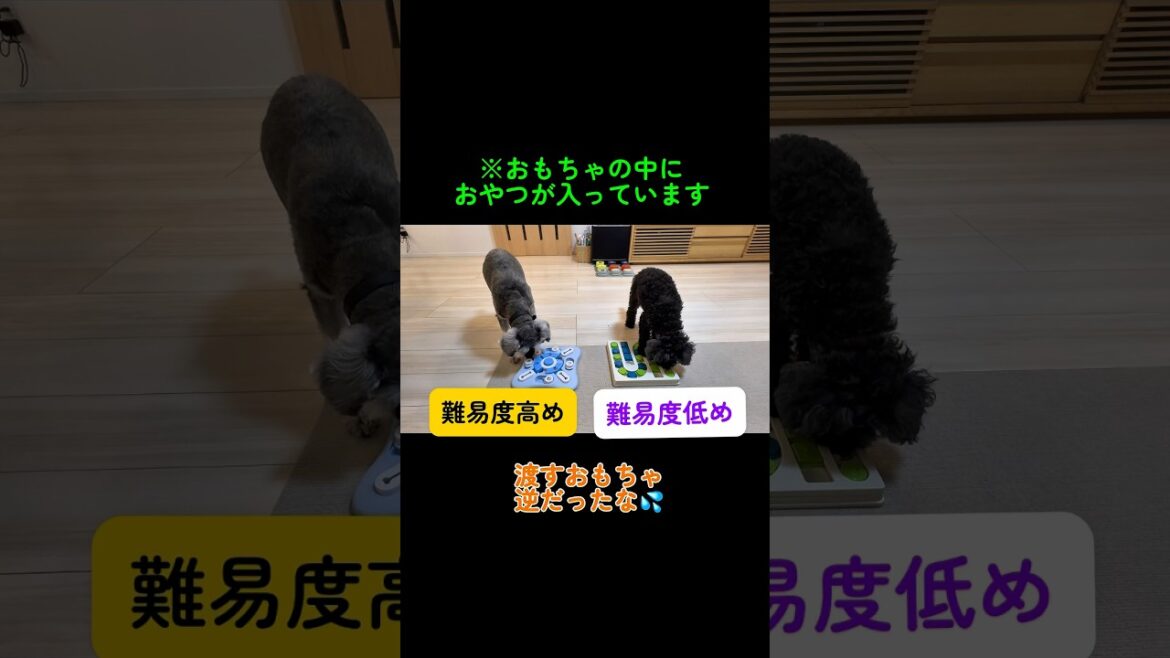 【知育おもちゃに必死なトイプーとシュナウザー】　#トイプードル #ミニチュアシュナウザー #犬のいる生活 #shorts #shortsvideo