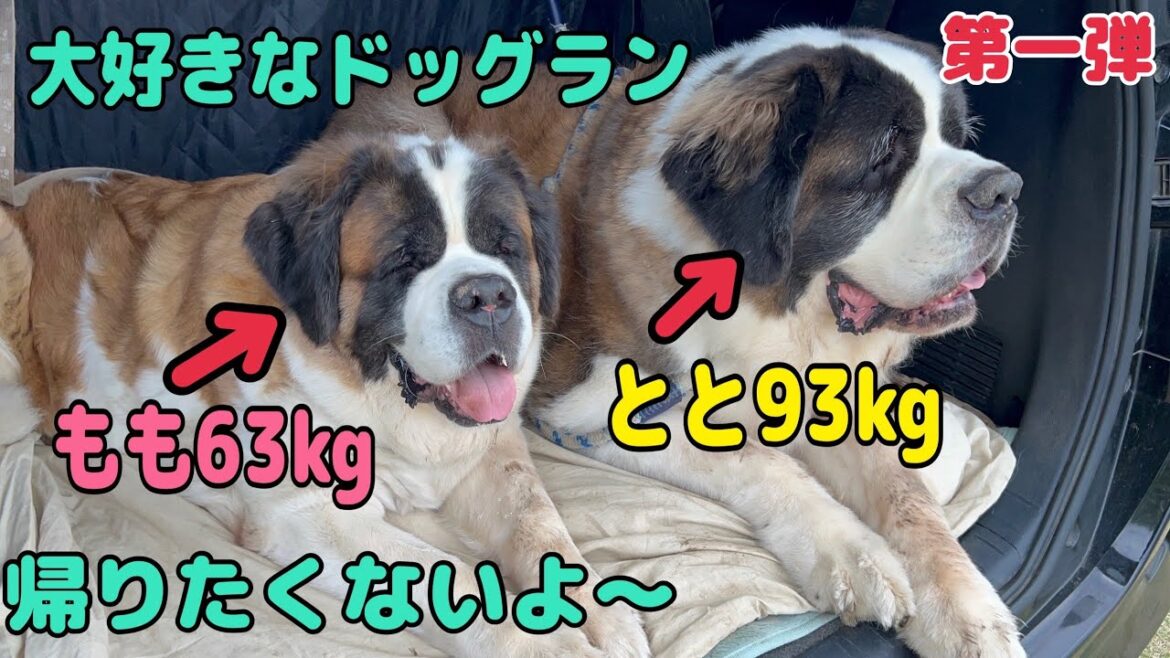 【セントバーナード】真っ黒になって遊んだよ。楽しかったから大好きなドッグランから帰りたくないよ〜! 【セントバーナード】真っ黒になって遊んだよ。楽しかったから大好きなドッグランから帰りたくないよ〜!