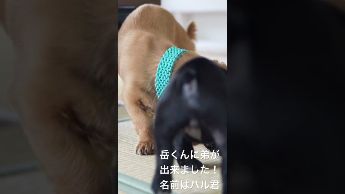ミニチュアダックスフントの岳くんにフレンチブルドッグのハル君が弟になりました！