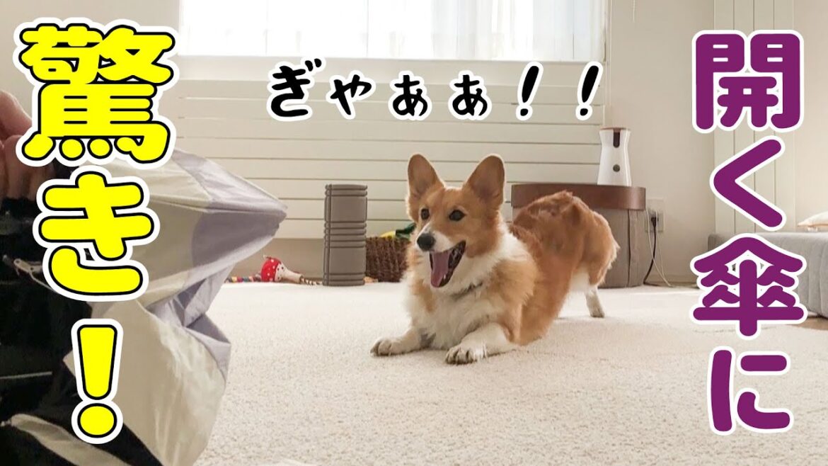 初めての傘にガチでビビるコーギー 初めての傘にガチでビビるコーギー