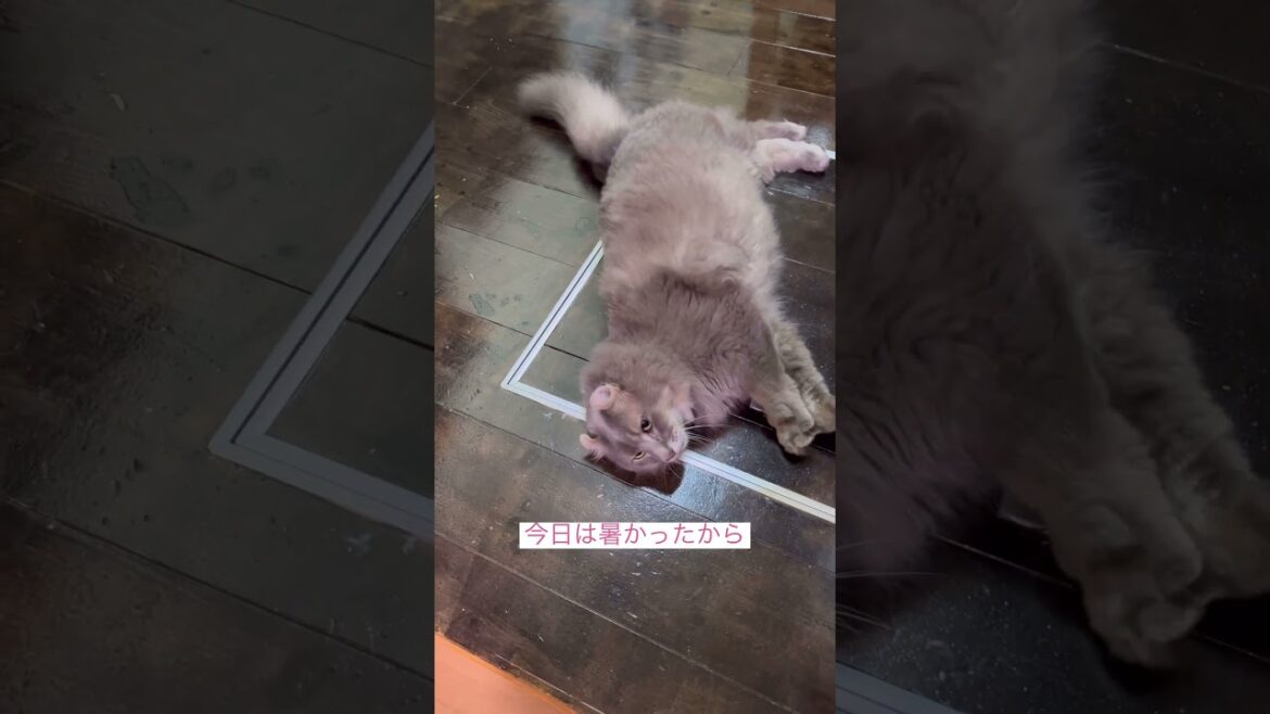 遊んでるよー #かわいい猫 #アメリカンカール #ねこ動画
