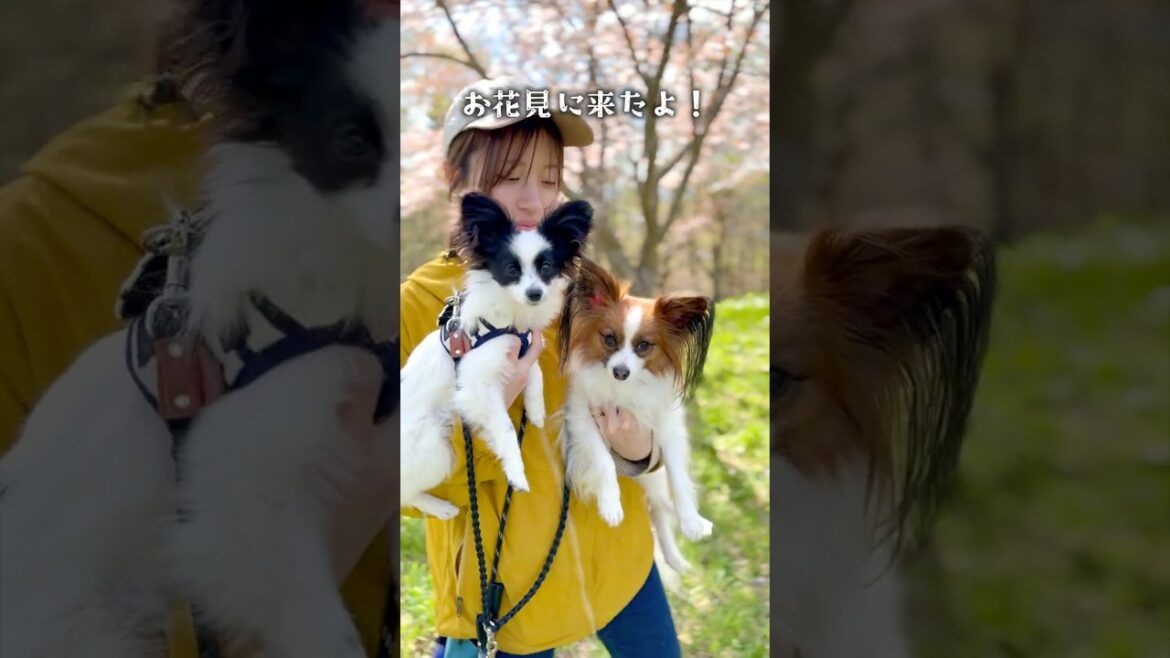 お花見に行ったよ！　 #パピヨン #papillon #可愛い#子犬お迎え