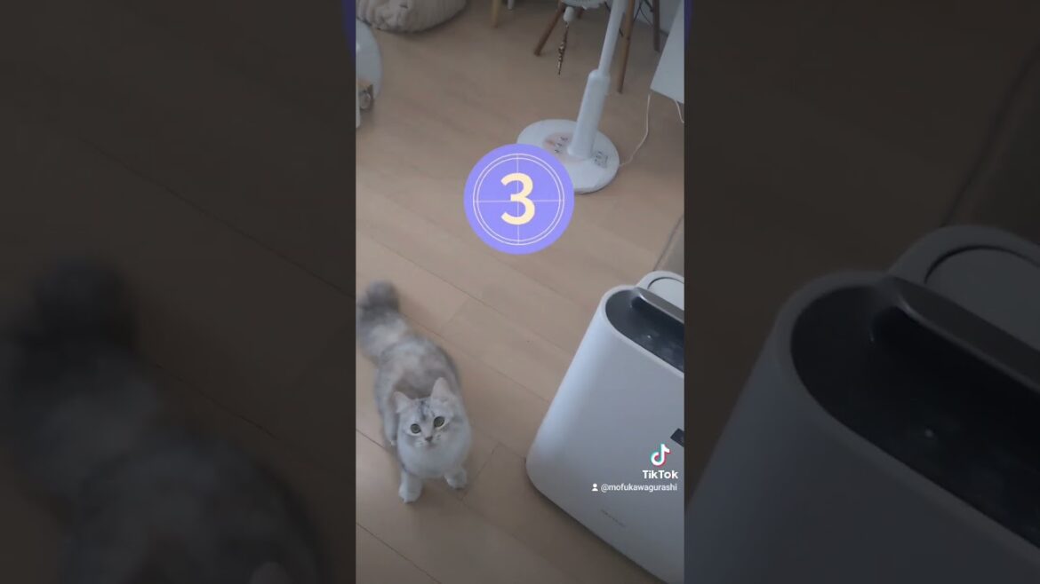 お気に入りのおもちゃに飛びつくもふもふ｜キンカローのルル#cat #猫のいる暮らし #shorts