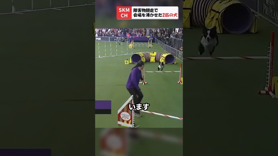 障害物競走でボーダーコリーとハスキーが会場を沸かせる‼︎