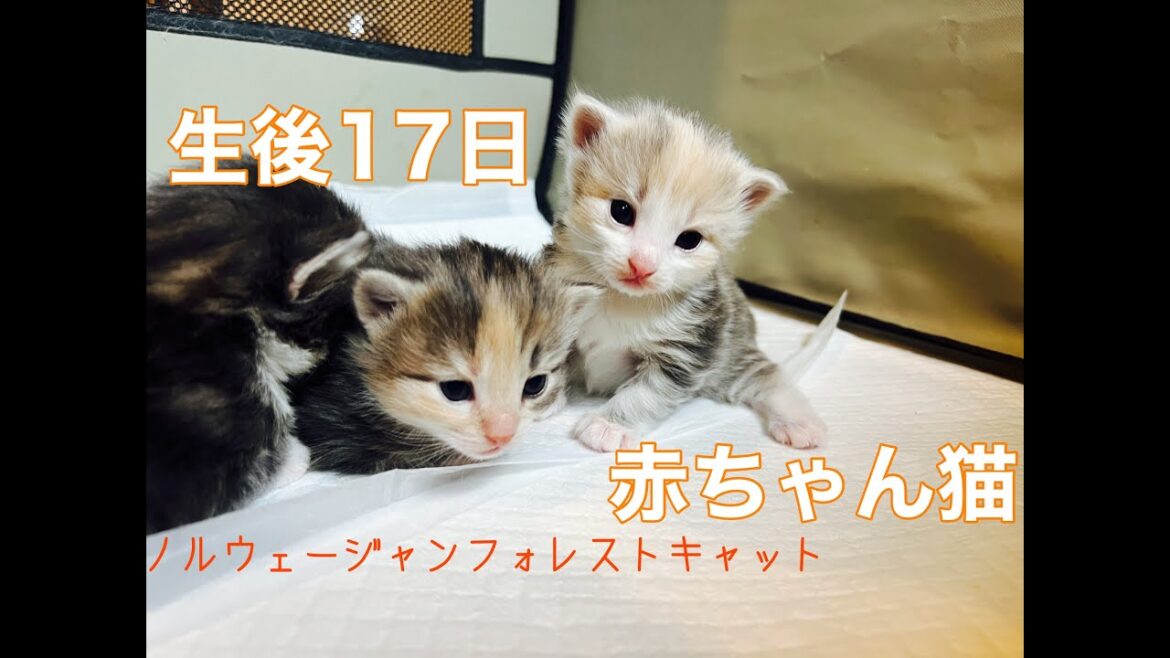 生後17の赤ちゃんノルウェージャンライブ(ポモ&勘九郎の子猫たち) 生後17の赤ちゃんノルウェージャンライブ(ポモ&勘九郎の子猫たち)