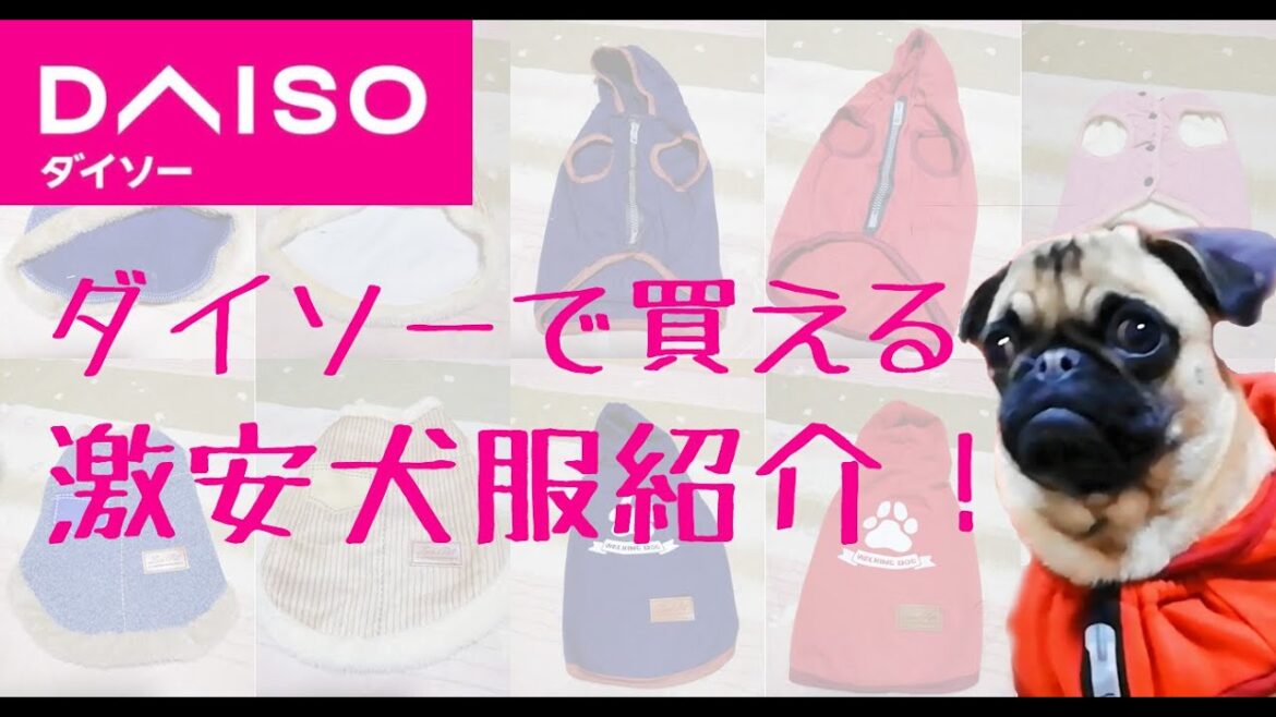 ダイソーで買える安くて可愛い犬服を紹介【パグ犬よもぎ】