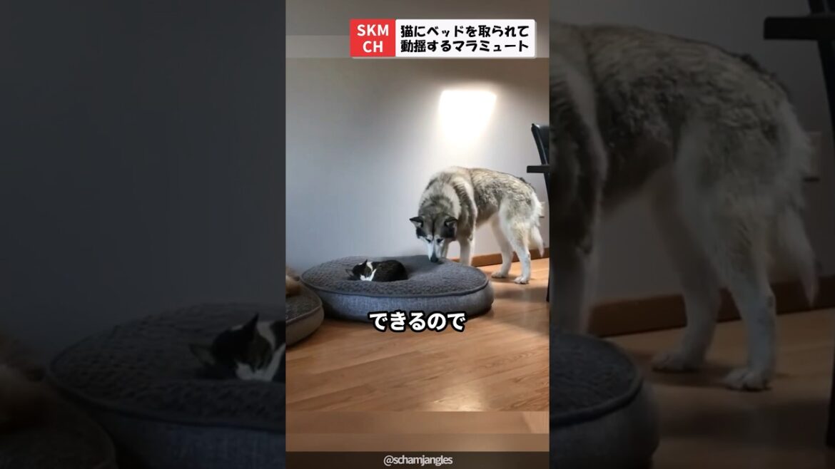 猫にベッドを取られたマラミュート