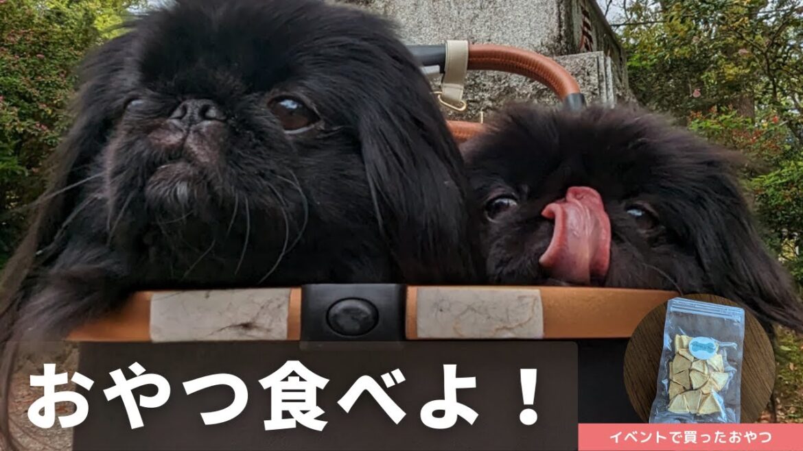 【ペキニーズ】ONE’s　COLLEGEで購入したおやつを食す！【ワンワンピース】