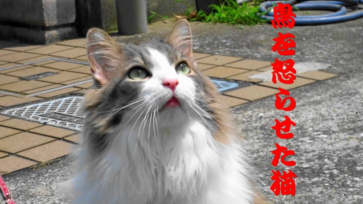 目指せモモ20歳～鳥に怒られた猫😾～【視聴注意】初めてのアオダイショウ/すっとんきょうアゲハ蝶芋虫/かぐわしい😨ドクダミ　ツイテナイ3点セット動画😅