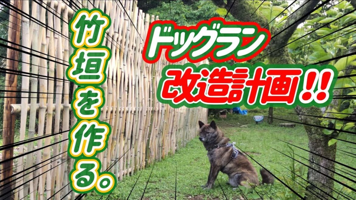 【甲斐犬mix ハル】ドッグランに目隠し用の竹垣を作ります！#甲斐犬