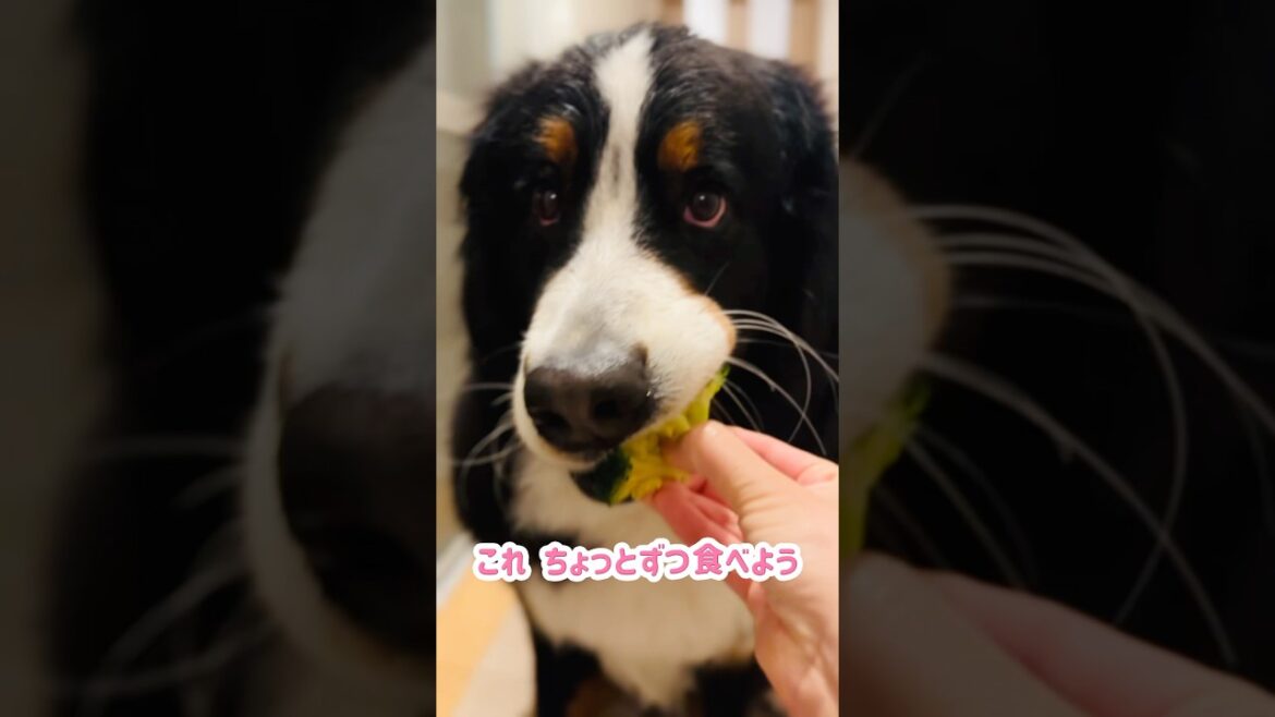 ブロッコリー大好き犬🥦美味しそうに頬張るバーニーズ🐾