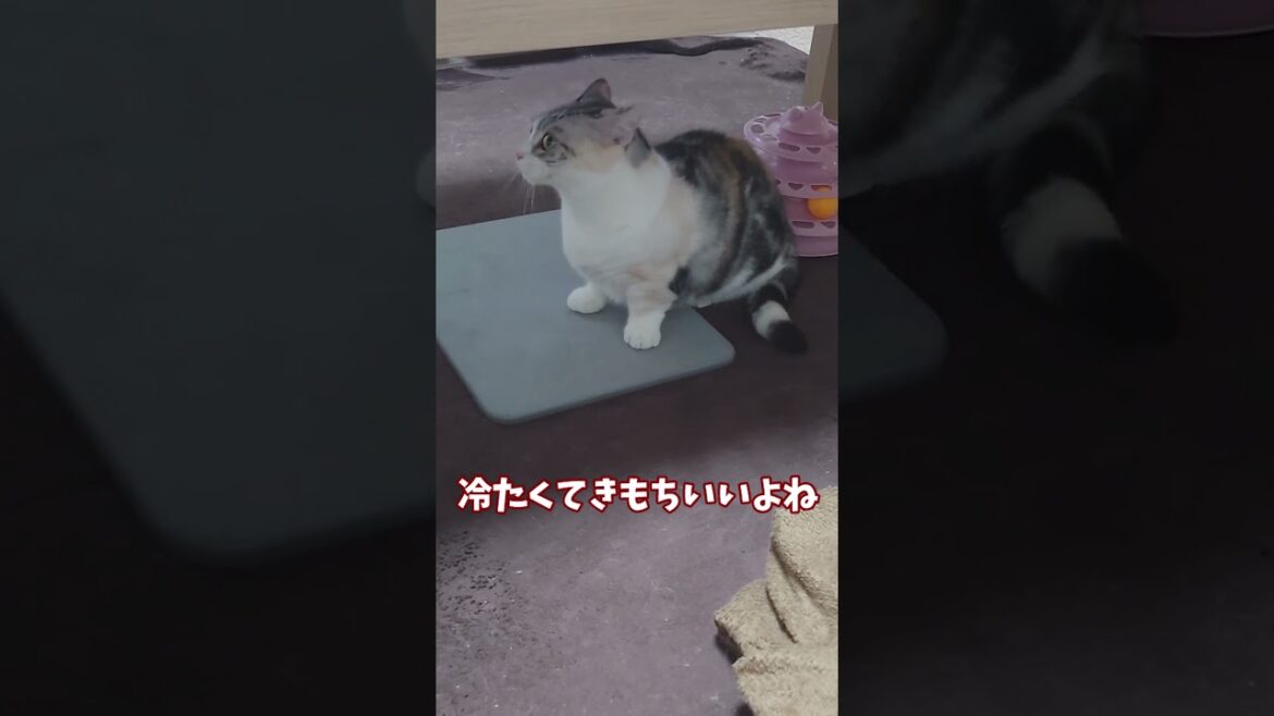 猫が大好きなと珪藻土マットの季節ですね。#shorts #cat #猫 #猫動画 #猫のいる暮らし