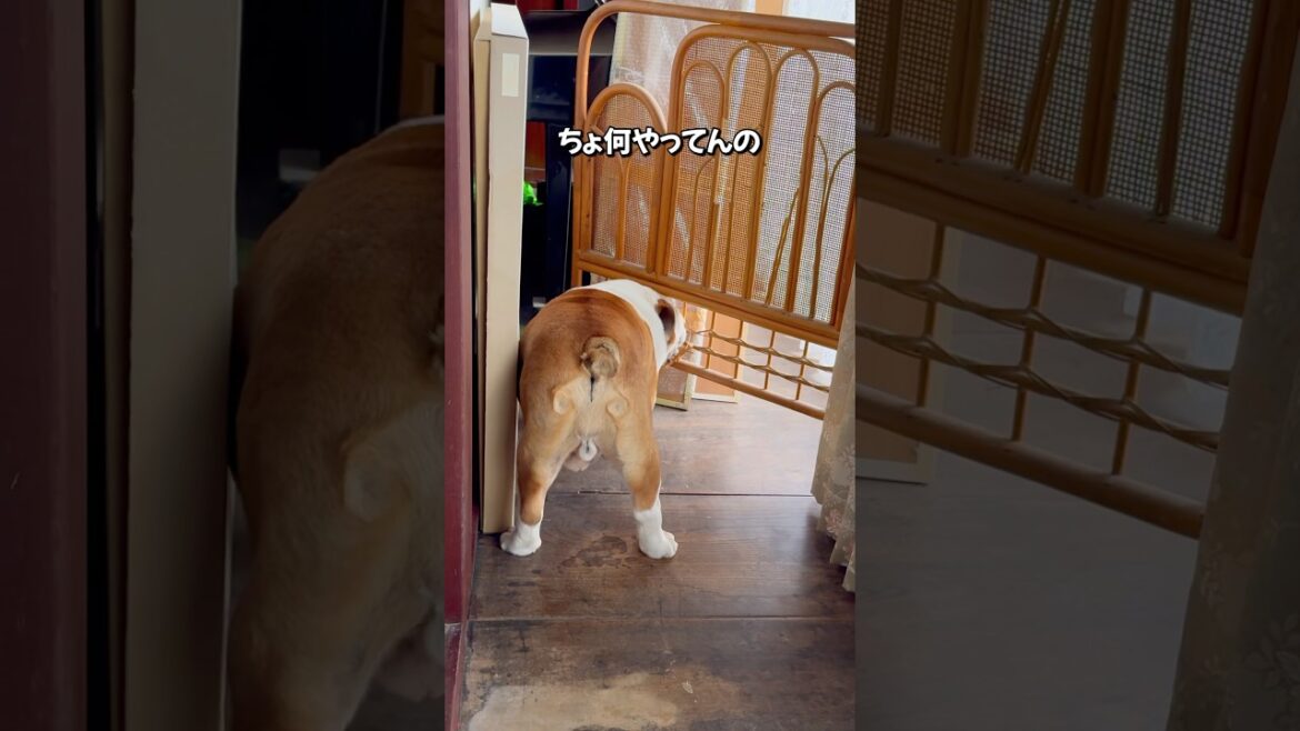 元気なじいちゃんまたやりよった。#シニアブルドッグ#まめりき