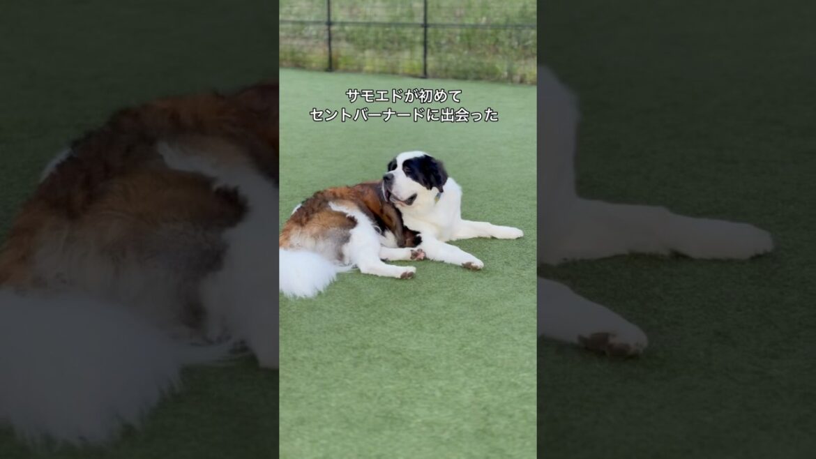 サモエドが初めてセントバーナードに出会ったら… #サモエド #セントバーナード #大型犬のいる生活