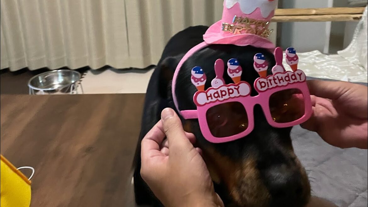 ロットワイラーの誕生日生配信🎂4歳記念🧡