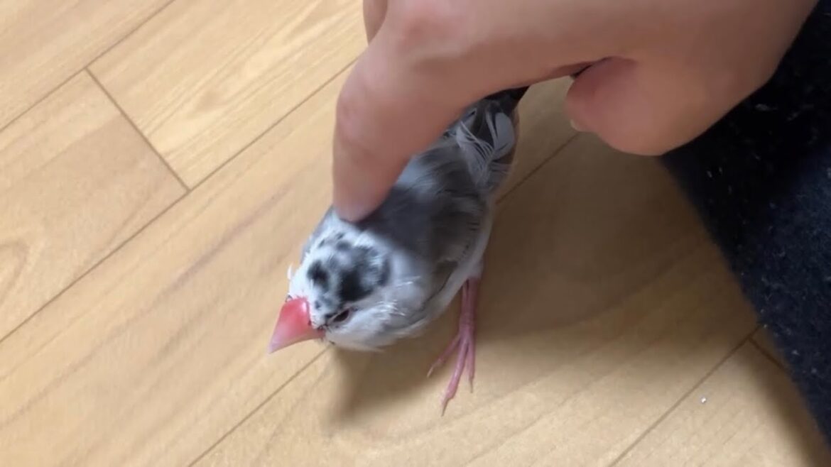 超小型ダルメシアン？犬みたいに撫でられる文鳥
