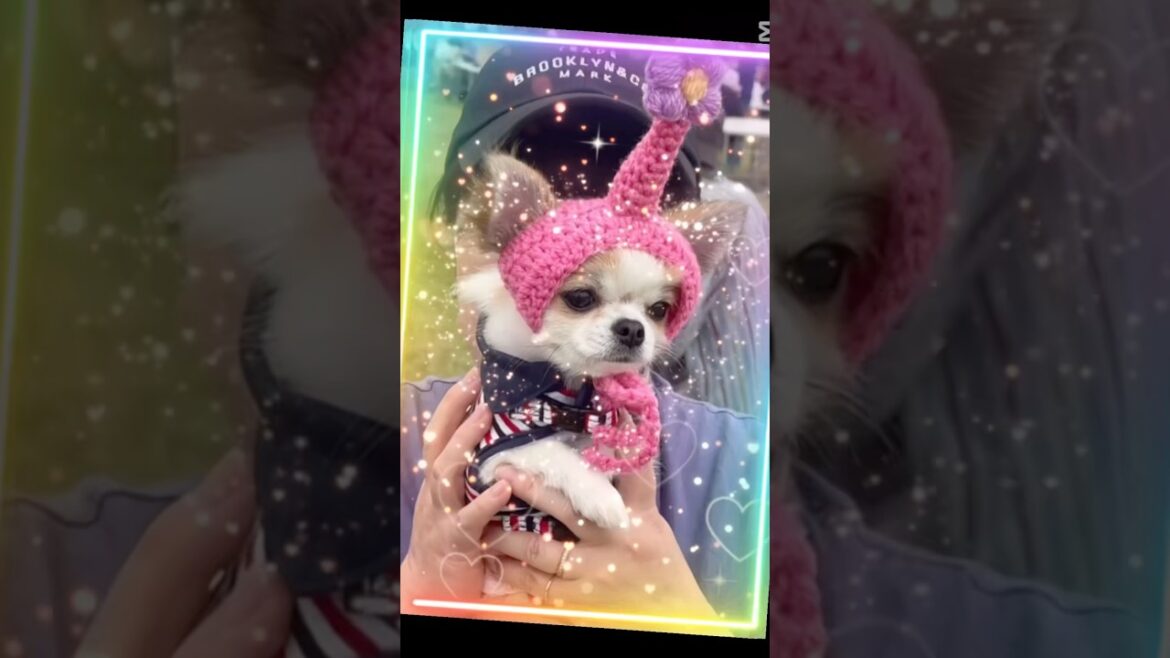 【生後10ヶ月チワワ】ピ◯ミンになったココ🐶💕今日ビジュ良いじゃん🤭♪ #チワワ #chihuahua #dog #pets #癒し #愛犬 #子犬