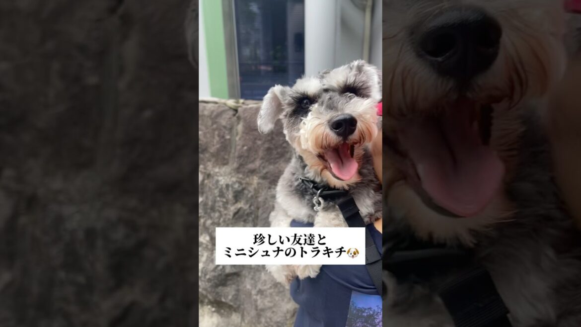 🐶まさかの友達に遭遇…【ミニチュアシュナウザー】