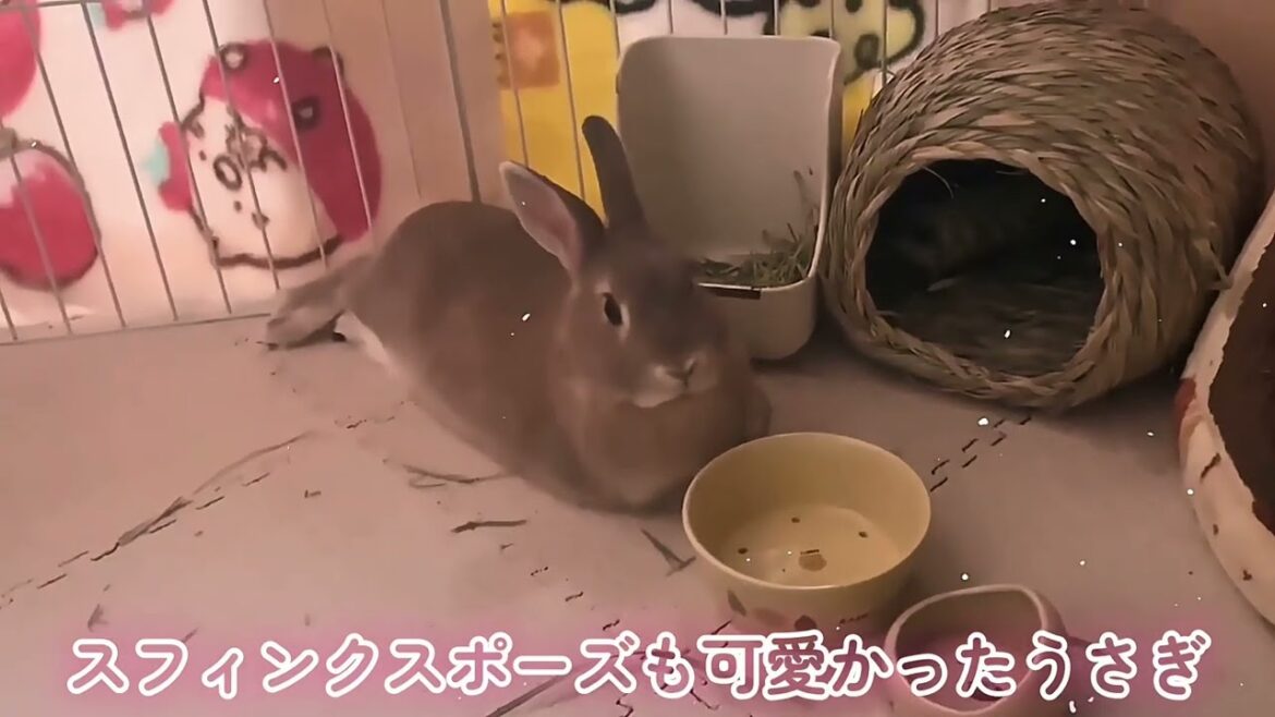 【違和感なし】スフィンクスのモデルはうさぎだった? 【違和感なし】スフィンクスのモデルはうさぎだった?