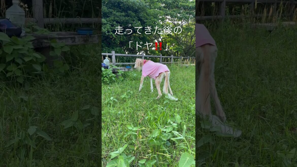 ファティマ走ってきた後の「ドヤ‼️」が可愛い😍まだまだイケてる #saluki