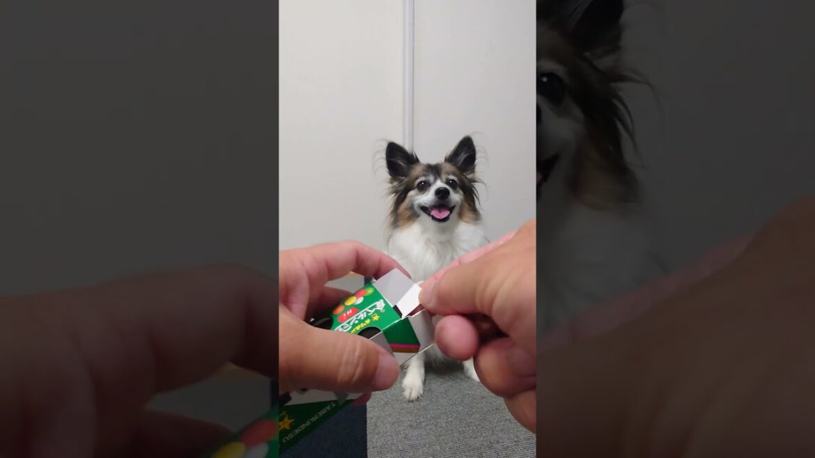 犬だって箱開けて食べるんです #犬のおやつ #犬のいる生活 #パピヨン