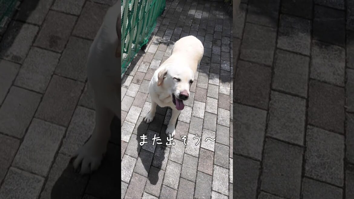 犬のくしゃみ連発 🐾ニホらいふ 紹介動画㉑ #ラブラドールレトリーバー #大型犬のいる生活 #癒し