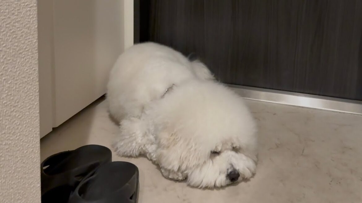 散歩に行こうとすると動かなくなるビションフリーゼ