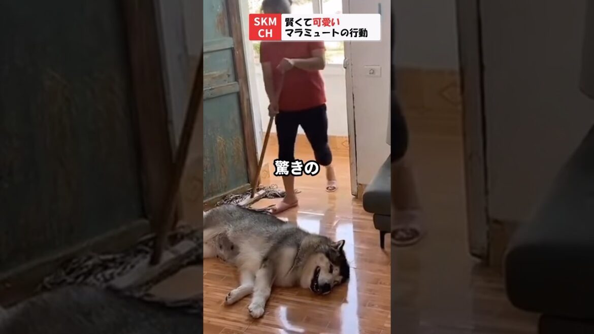 掃除する飼い主を見たマラミュートの行動