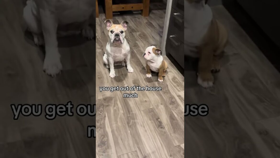 Yeah we don’t work we’re just influencers 😂#bulldog #pets #englishbulldog #puppy#fyp #cute#fypviral