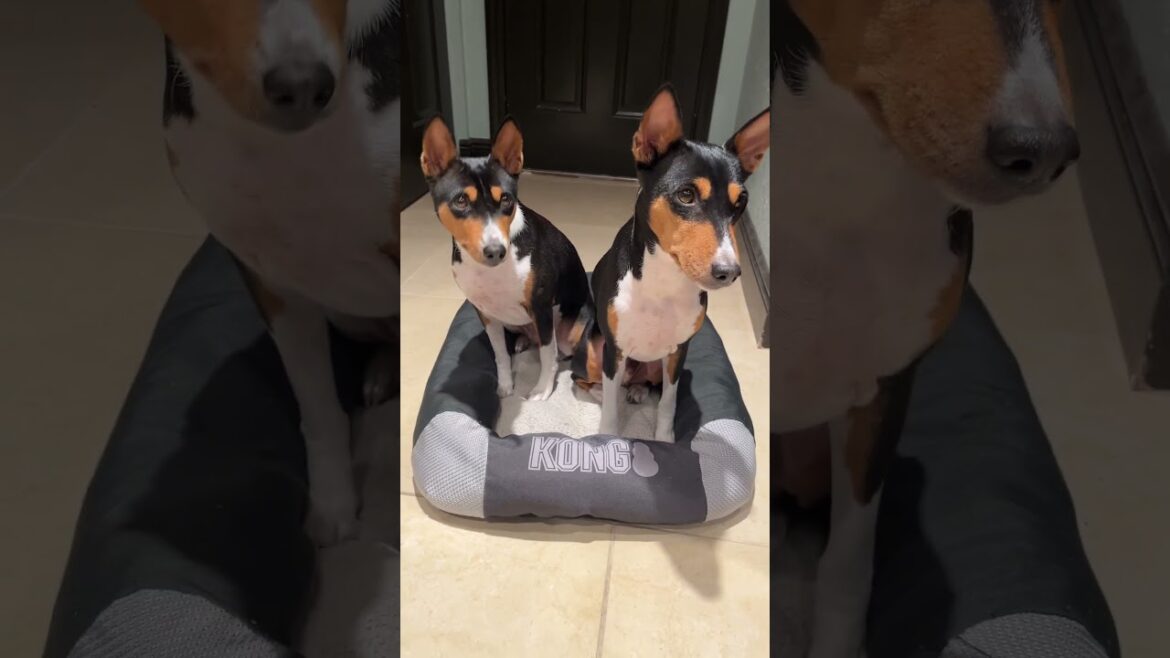うちのバセンジーはただ私たちのそばにいたいだけなんだ ￼#面白い #吠えない ￼#犬