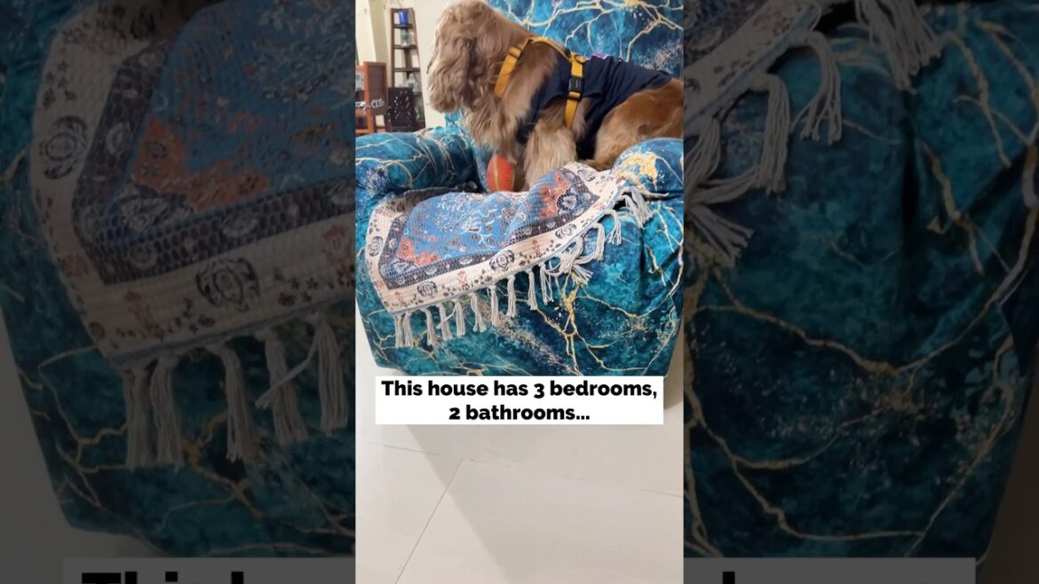 Bedrooms: 3, Bathrooms: 2, Boss: 1 👑#cockerspaniel
