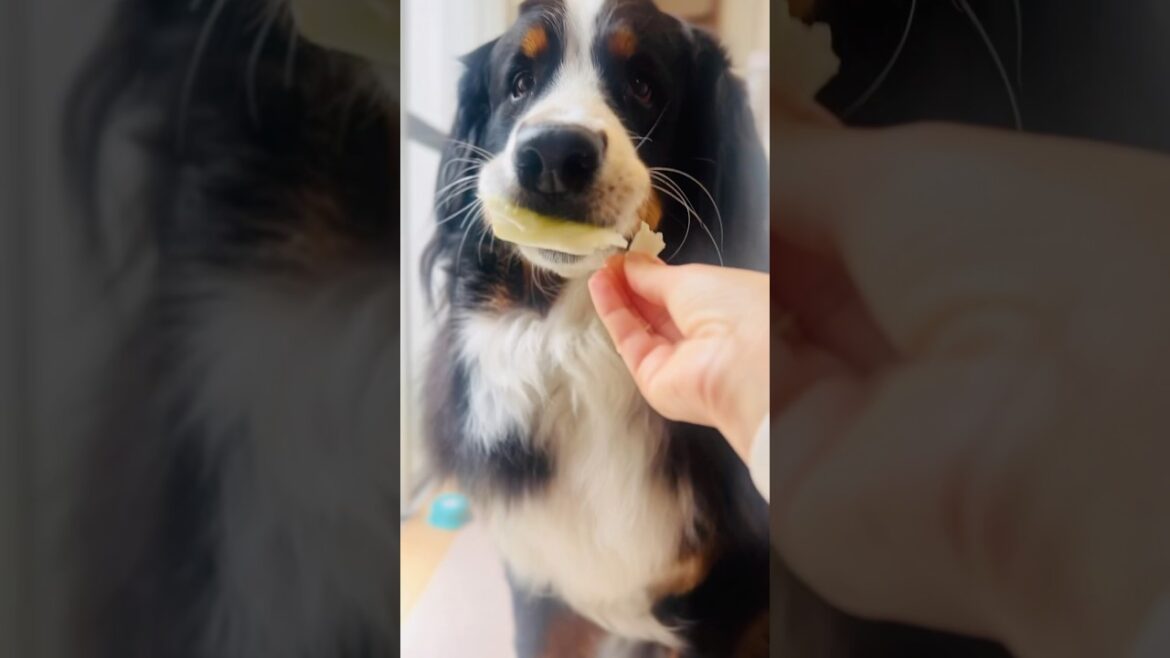 【ASMR】シャキシャキ音が最高‼️レタスを食べるバーニーズ🐾