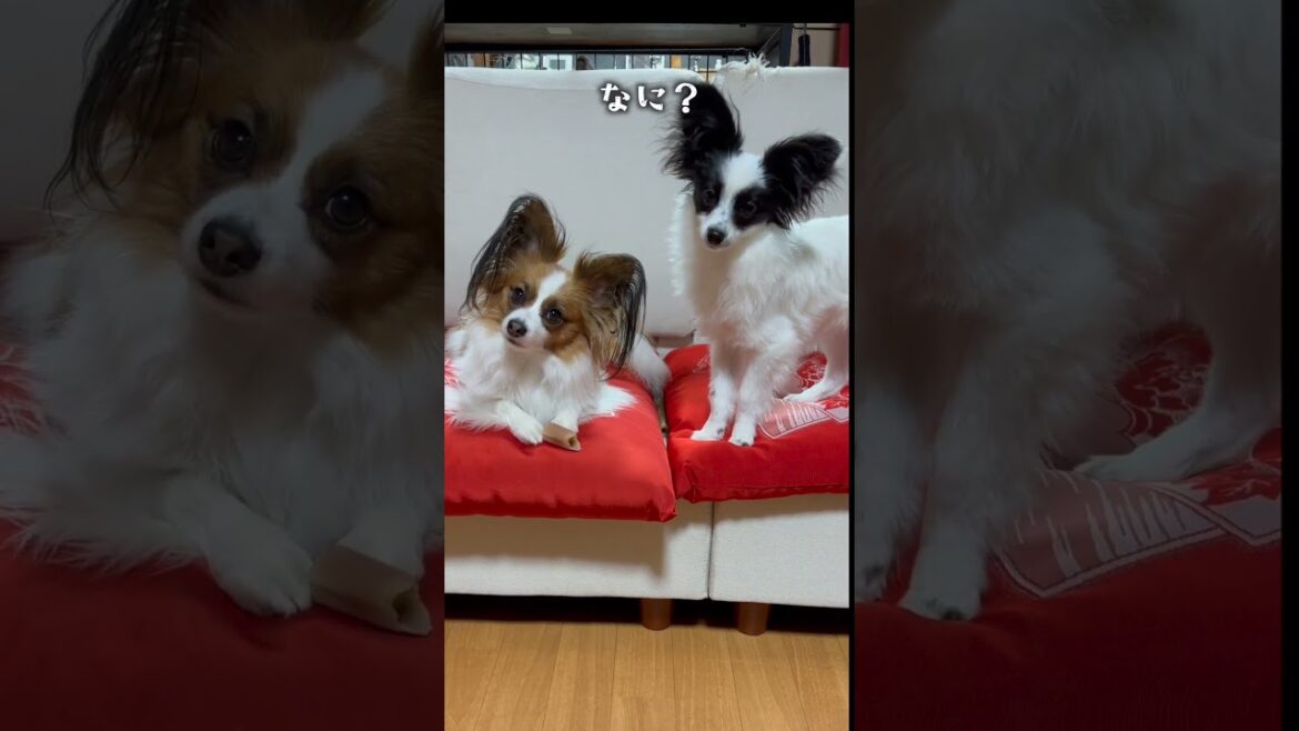 動きが似てきた兄妹　 #パピヨン #papillon #可愛い#子犬お迎え