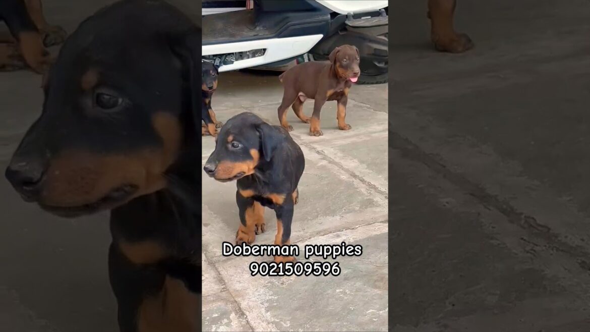 Top quality Doberman puppies for sale in pune mumbai ✨️🔥#doberman #pets #shorts