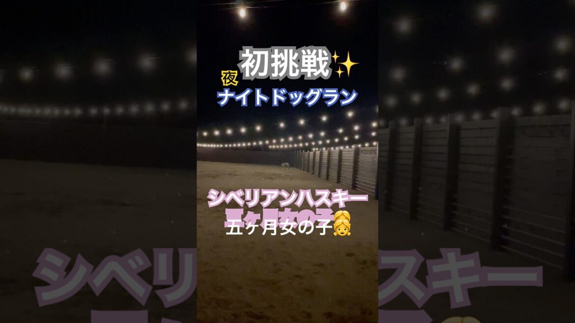 夜に駆けるハスキー#siberianhusky #shorts #night #dog #シベリアンハスキー #ハスキー#いぬ #赤ちゃん  #ドッグラン #大型犬のいる生活#癒し #かわいい