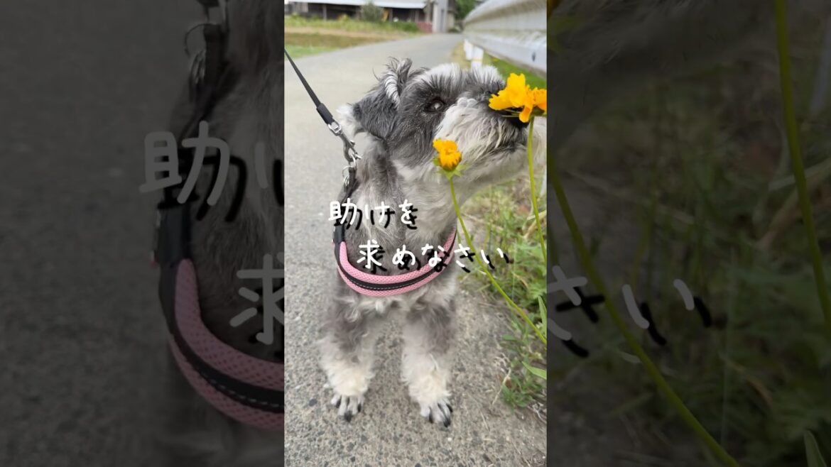 【ミニチュアシュナウザー】人に甘えることは、良い事だよ〜🐕‍🦺#リラックス #無理しない #ミニシュナ部 #犬好きさんと繋がりたい #田舎暮らしのレミオ #備忘録 #名言集 #格言集 #福岡犬民