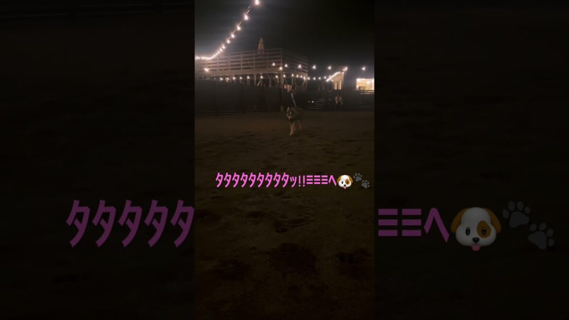 ハスキー初めての夜のドックラン⋆☽☁︎︎*° #シベリアンハスキー #love #大型犬のいる生活 #癒し #赤ちゃん #犬 #可愛い #ハスキー #shorts #jazz #初めて #ドックラン