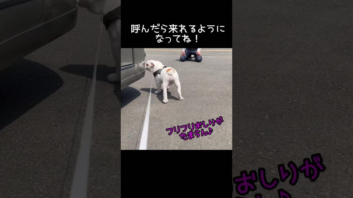 初めて地上に降りた#ブルドッグ#子犬#パピー#犬のいる暮らし #bulldog
