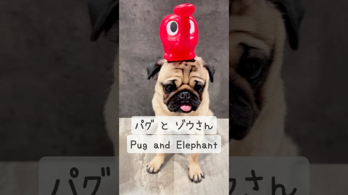 [PUG] されるがまま🐘 (he doesn't resist much) 兄犬とは真逆です (The complete opposite of his brother)