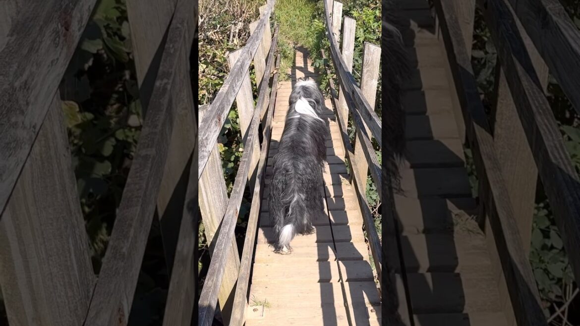 On the way to a waterfall! #dogwalk #waterfall #scenery  #beardedcollie #doglife  #shorts