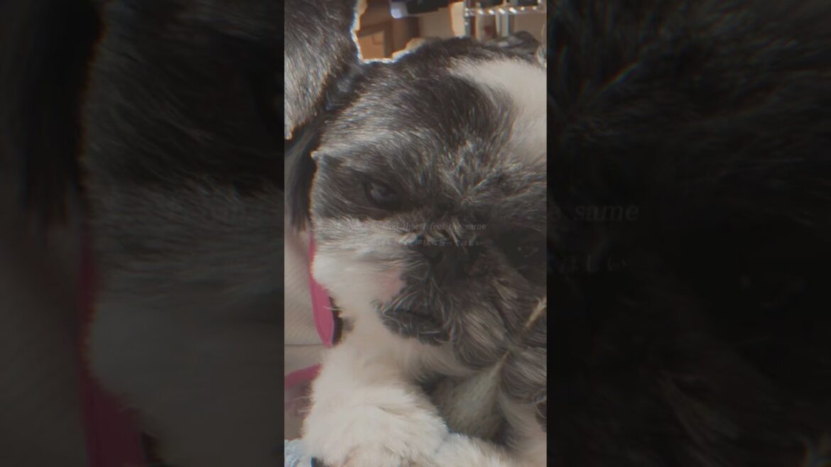 思い出集✨❣️💐　　　　　　　　　　#犬好きさんと繋がりたい #犬のいる生活 #puppy #dog#マルックス #狆#ペキニーズ#可愛い #癒し #愛犬 #family