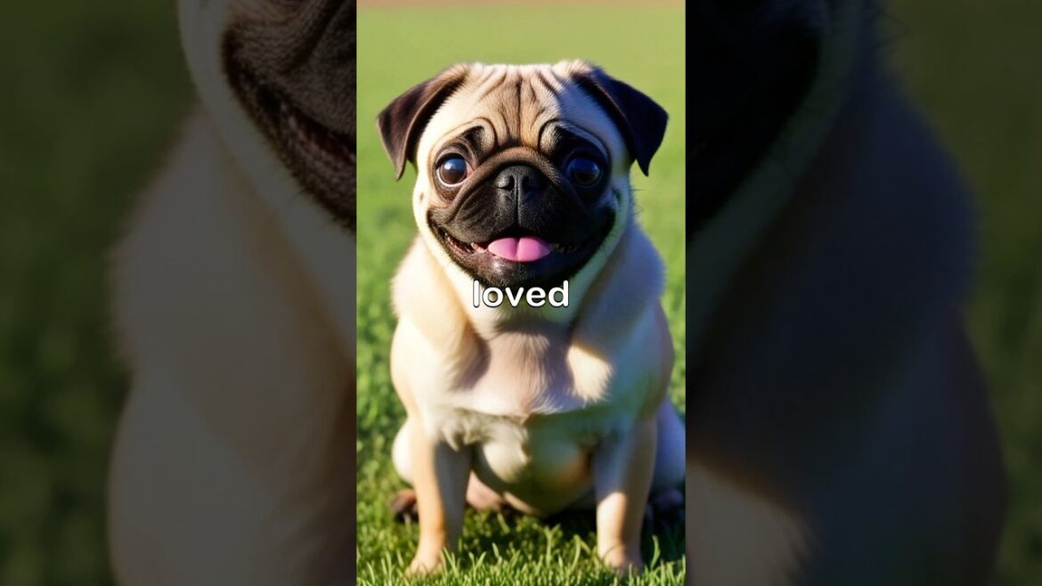 Facts about Pugs 🐶💨 #pug #cute #loyal #charming #wrinkly #funny #ai