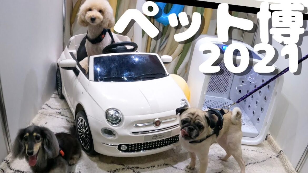ペット博2021大阪行ってきました！[Pet博/パグ/ダックス/トイプードル]