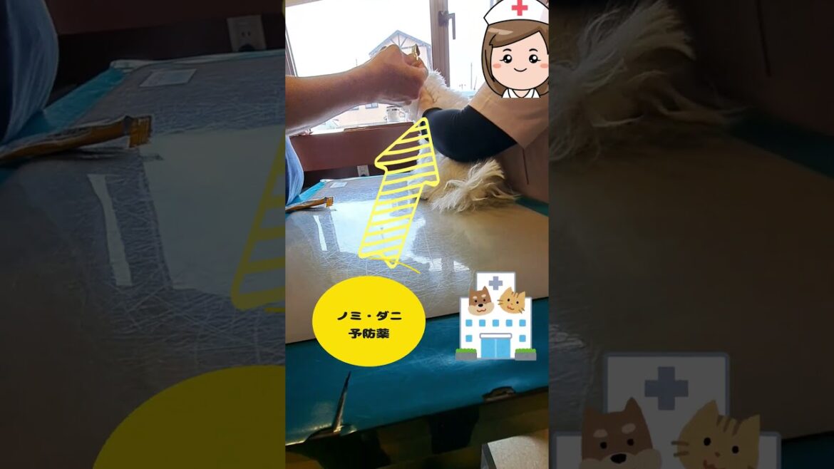 #ももちゃんねる#病院#ノミ#ダニ#予防薬#シニアと暮らすマルチーズもも#レクサス#NX#マルチーズ#シニア #可愛い #puppy#350h#暮らす#Fスポーツ #ももちゃんねる#病院#ノミ#ダニ#予防薬#シニアと暮らすマルチーズもも#レクサス#NX#マルチーズ#シニア #可愛い #puppy#350h#暮らす#Fスポーツ