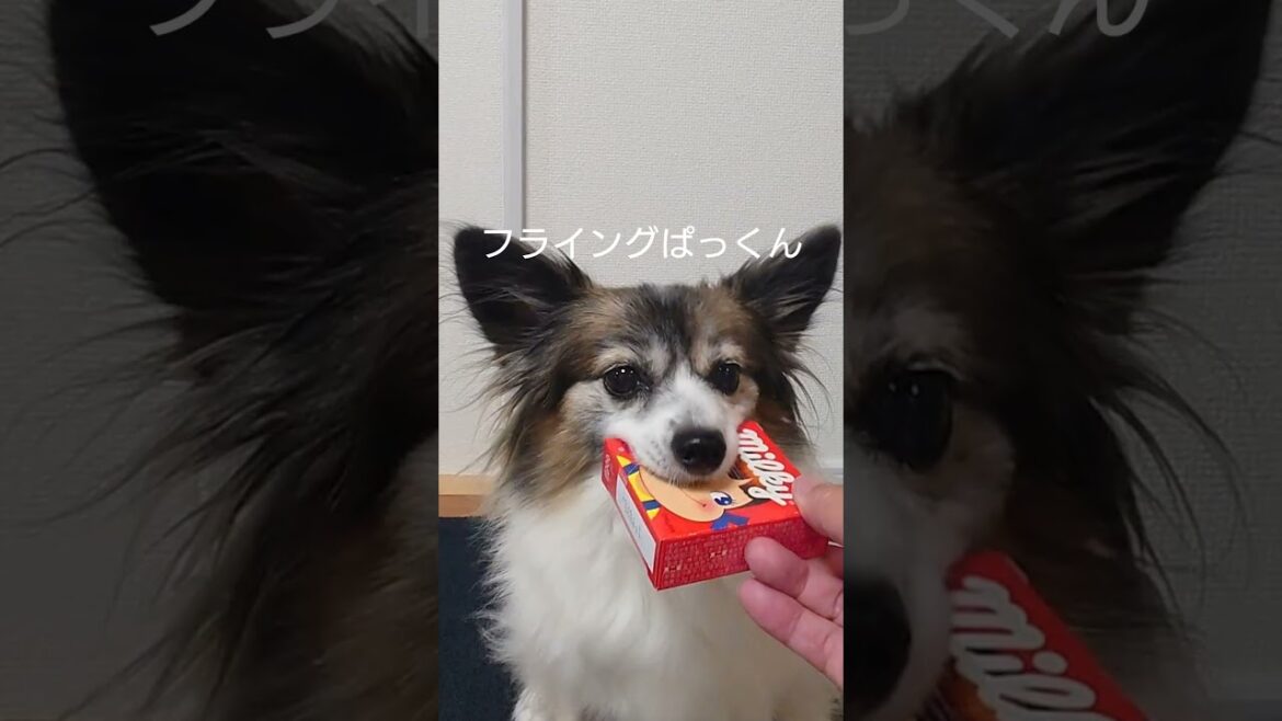 犬のおやつは箱に入れると楽しめる #犬のおやつ #犬のいる生活 #パピヨン