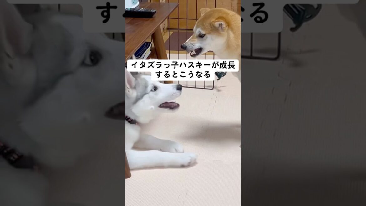 イタズラっ子ハスキーが成長するとこうなる #shorts